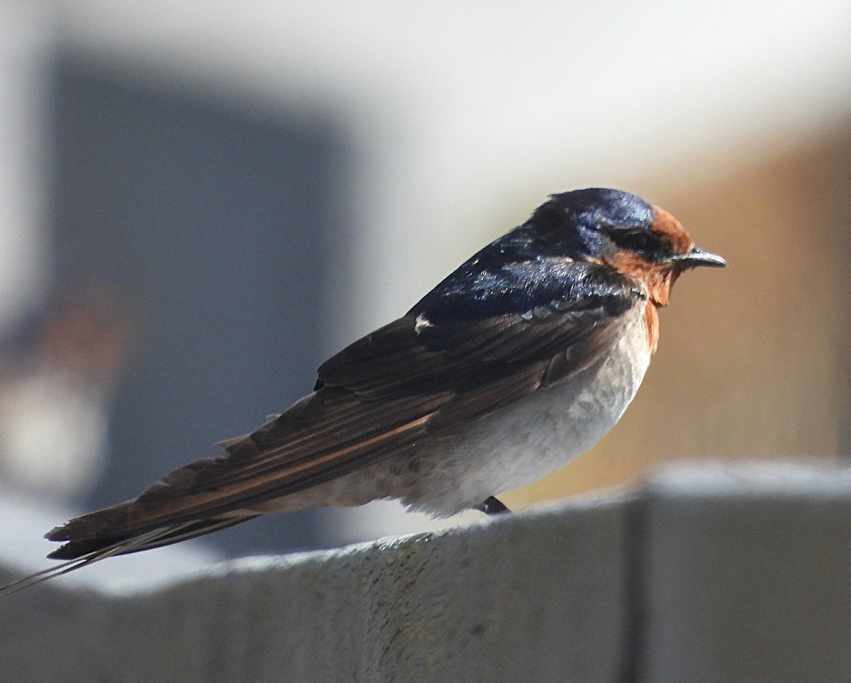 Welcome Swallow - ML646036663