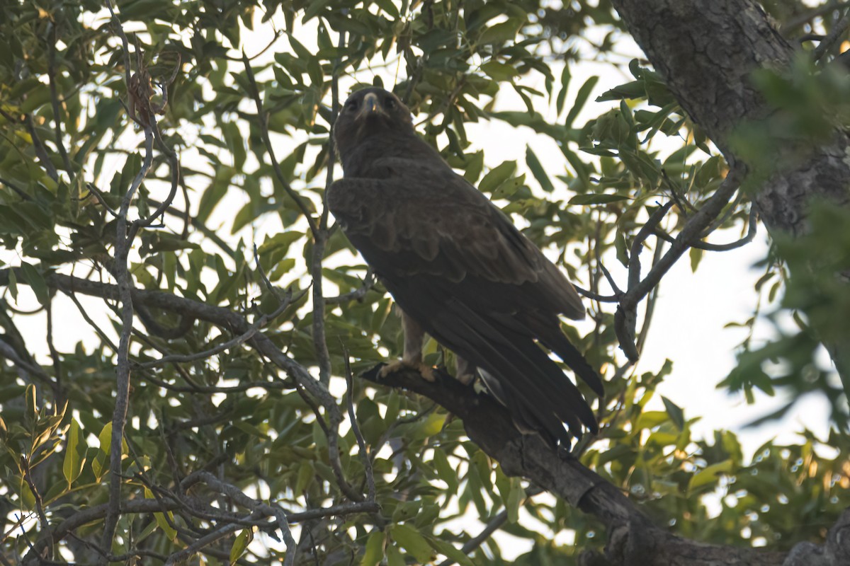 savanneørn - ML646036664