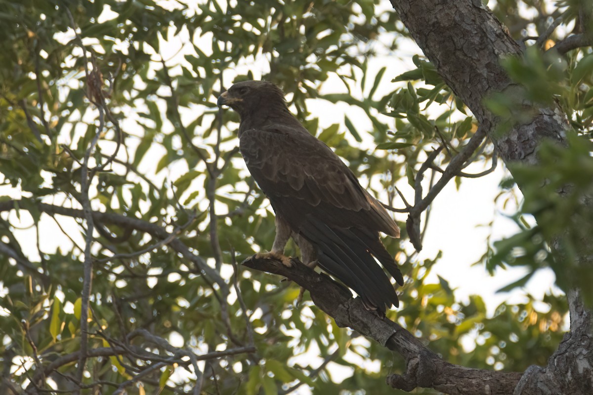 savanneørn - ML646036665