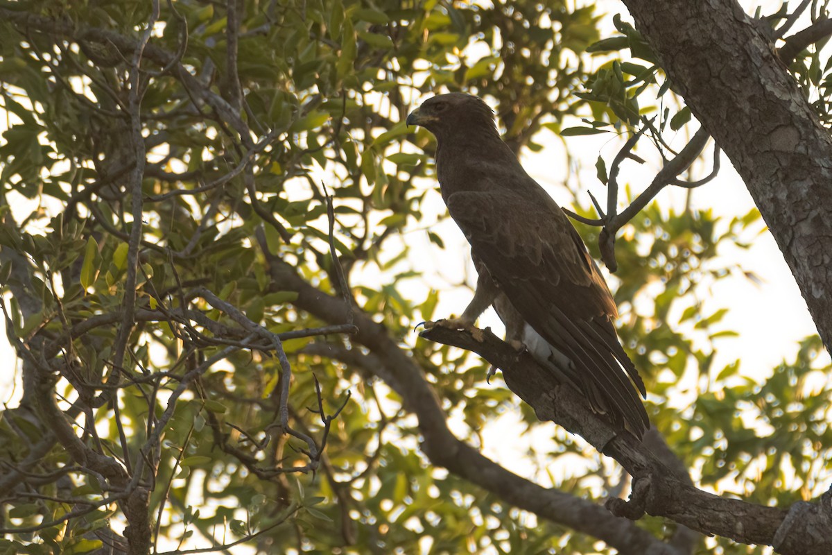 savanneørn - ML646036666