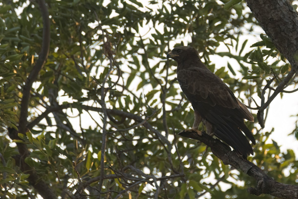 savanneørn - ML646036667