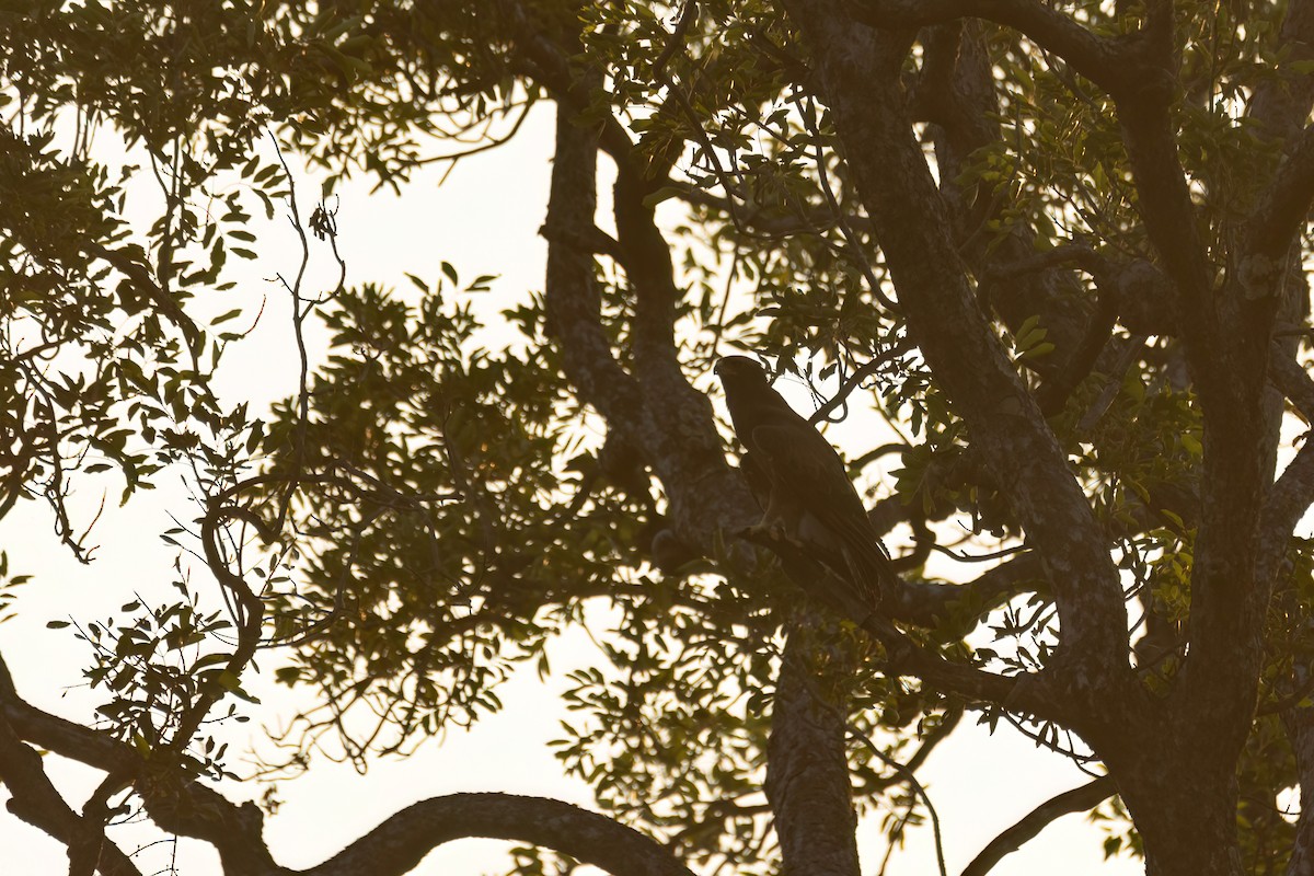 savanneørn - ML646036668