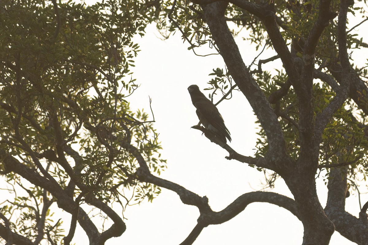 savanneørn - ML646036669