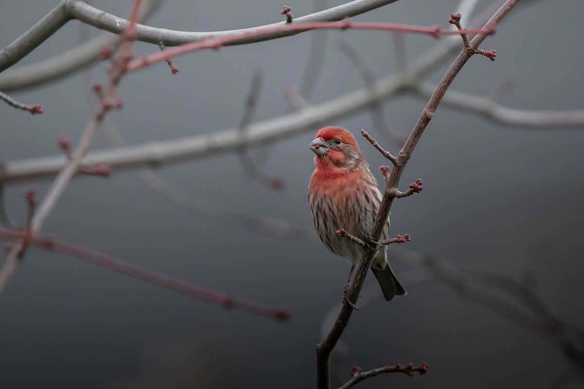 House Finch - ML646036697