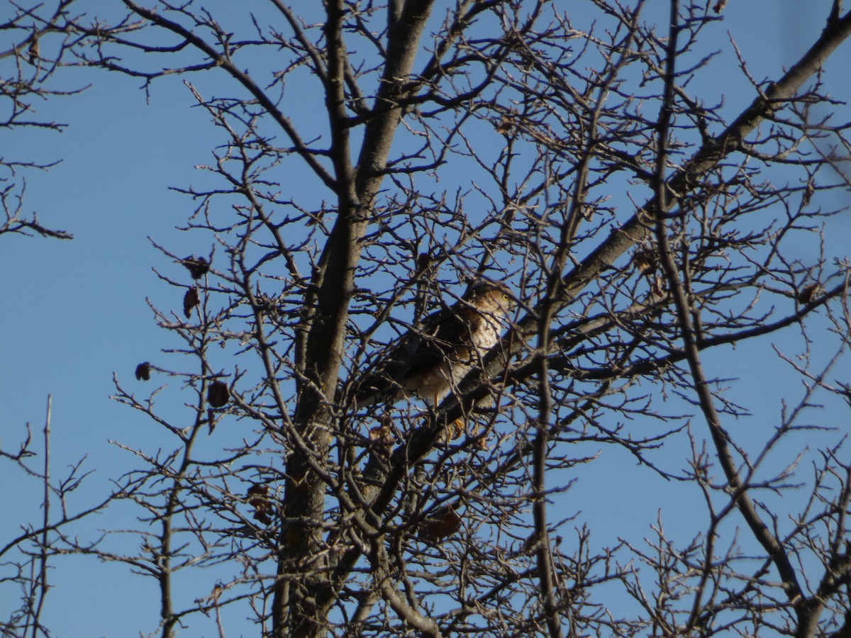 Морин харцага - ML646036698