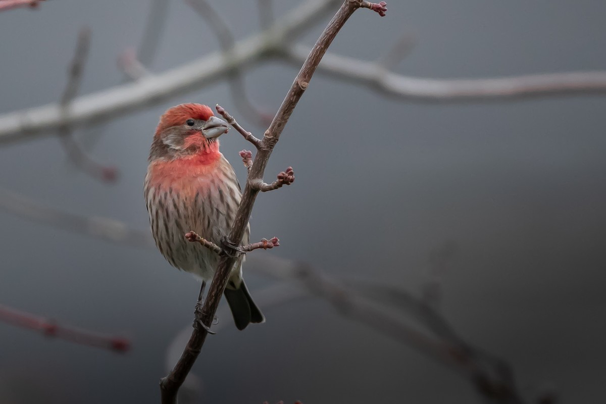 House Finch - ML646036699