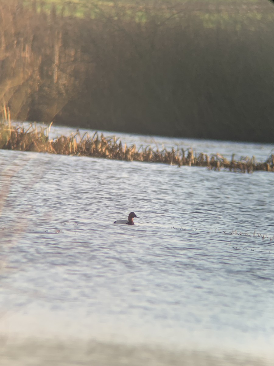 Common Pochard - ML646036700