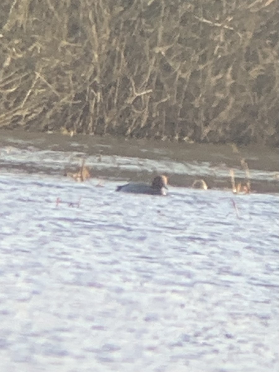 Eurasian Wigeon - ML646036701