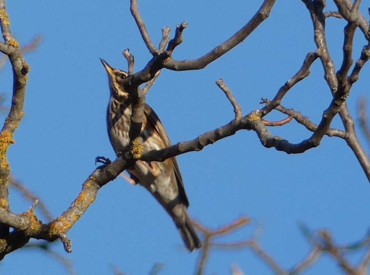 Цагаан хөмсөгт хөөндэй - ML646036702
