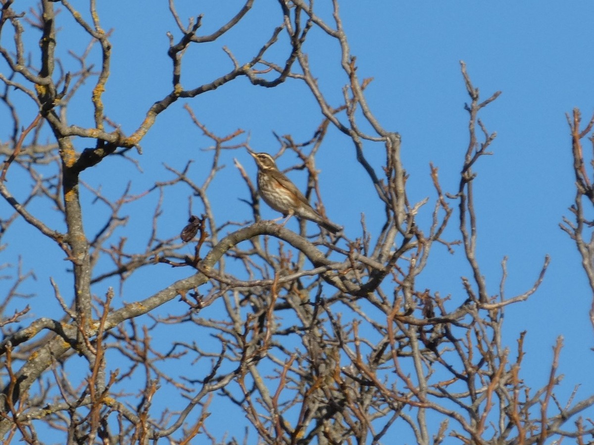 Цагаан хөмсөгт хөөндэй - ML646036703