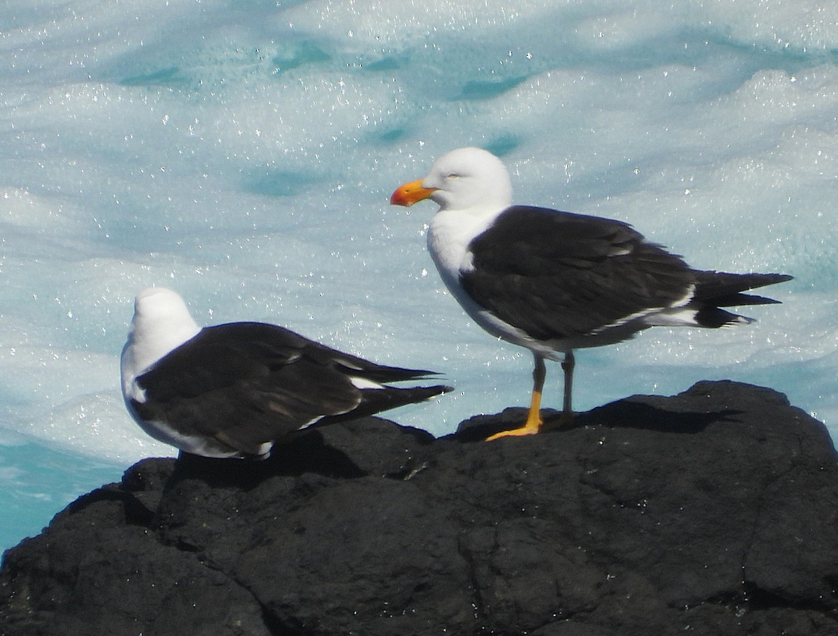 Pacific Gull - ML646036704