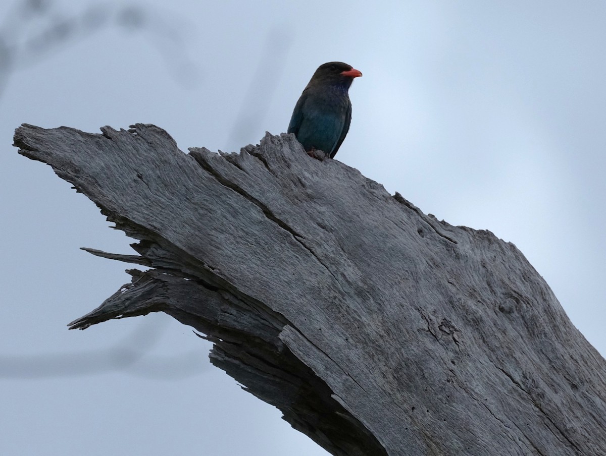 Dollarbird - ML646036705