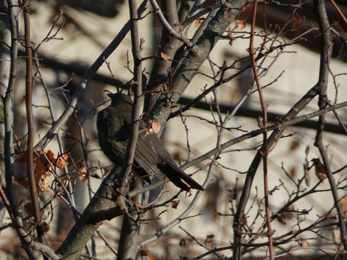 Eurasian Blackbird - ML646036707