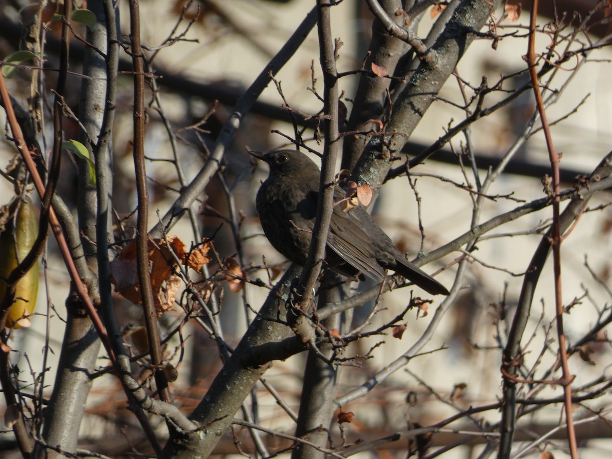 Eurasian Blackbird - ML646036708