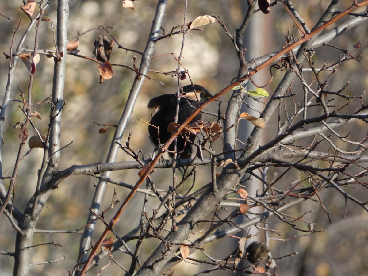 Eurasian Blackbird - ML646036709