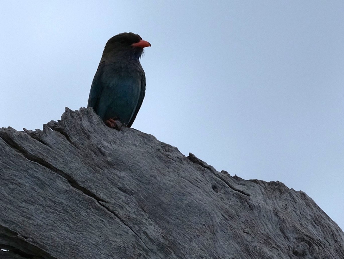 Dollarbird - ML646036710
