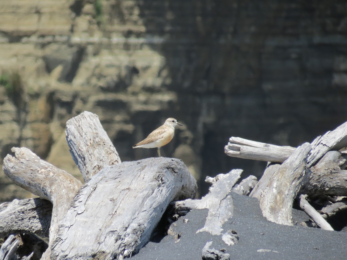 Red-breasted Dotterel - ML646036711