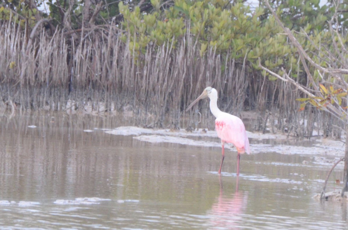 Roseate Spoonbill - ML646036712