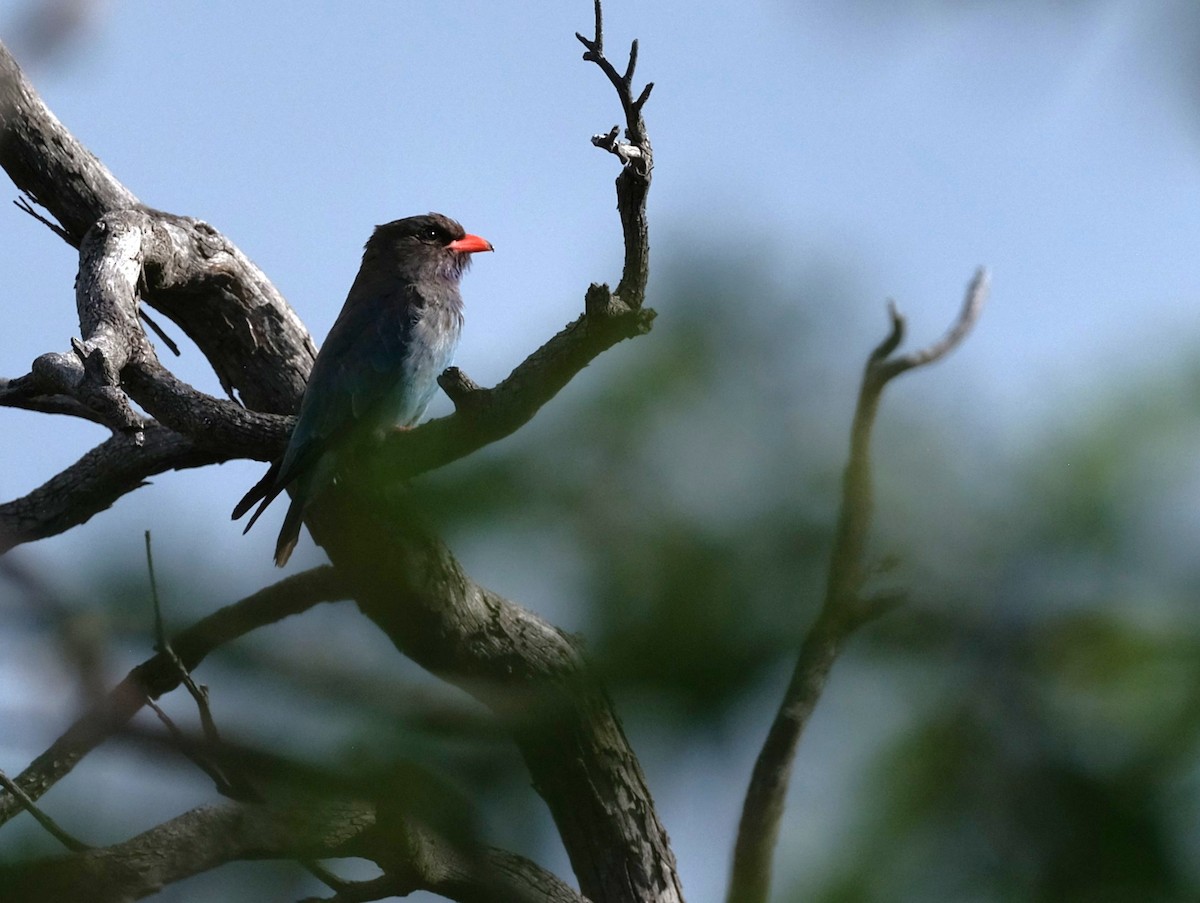 Dollarbird - ML646036713