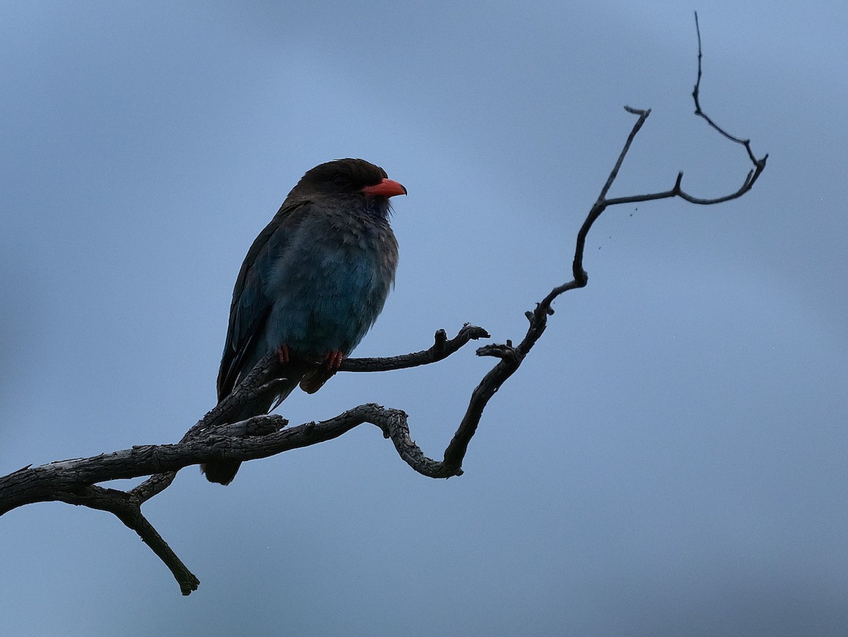 Dollarbird - ML646036714