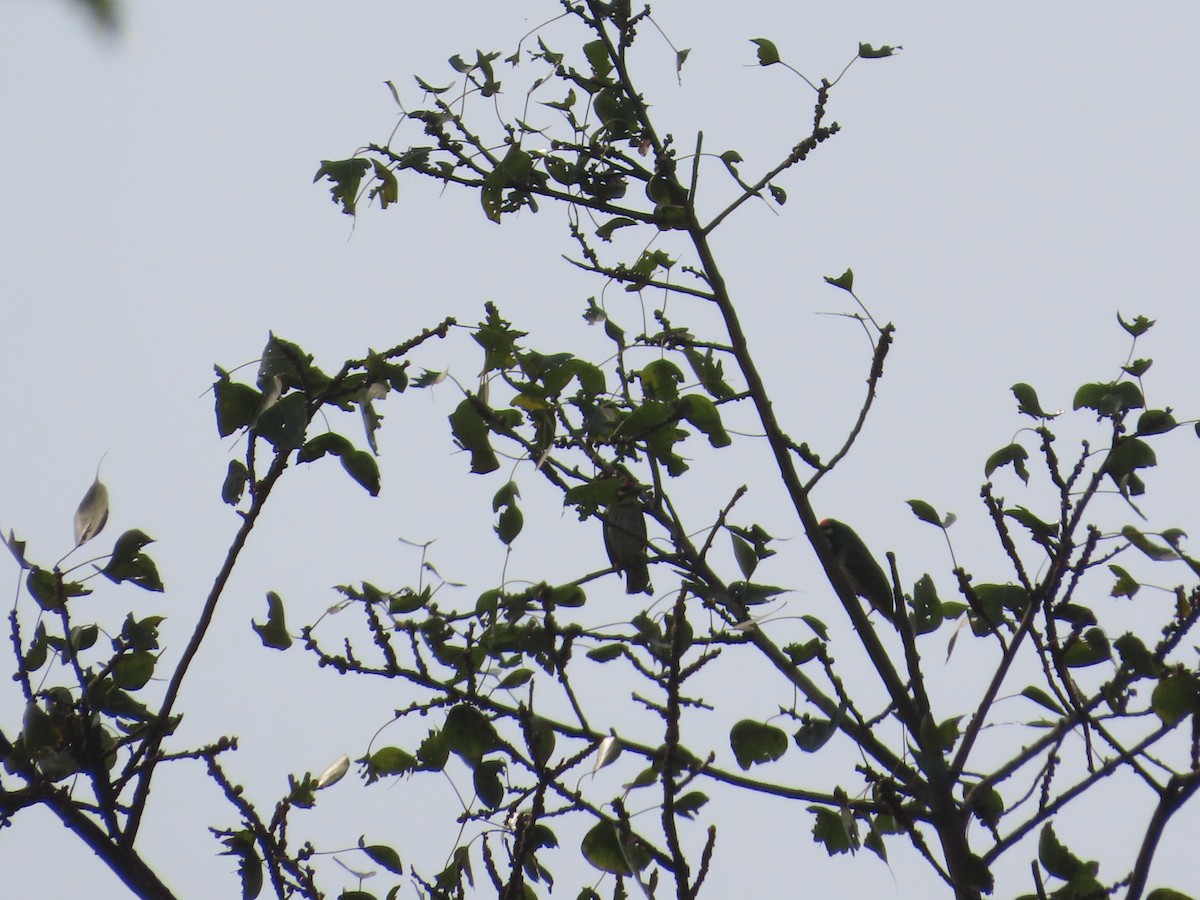 Coppersmith Barbet - ML646036715