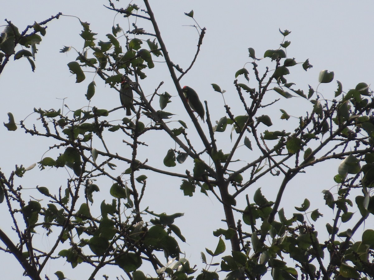 Coppersmith Barbet - ML646036716