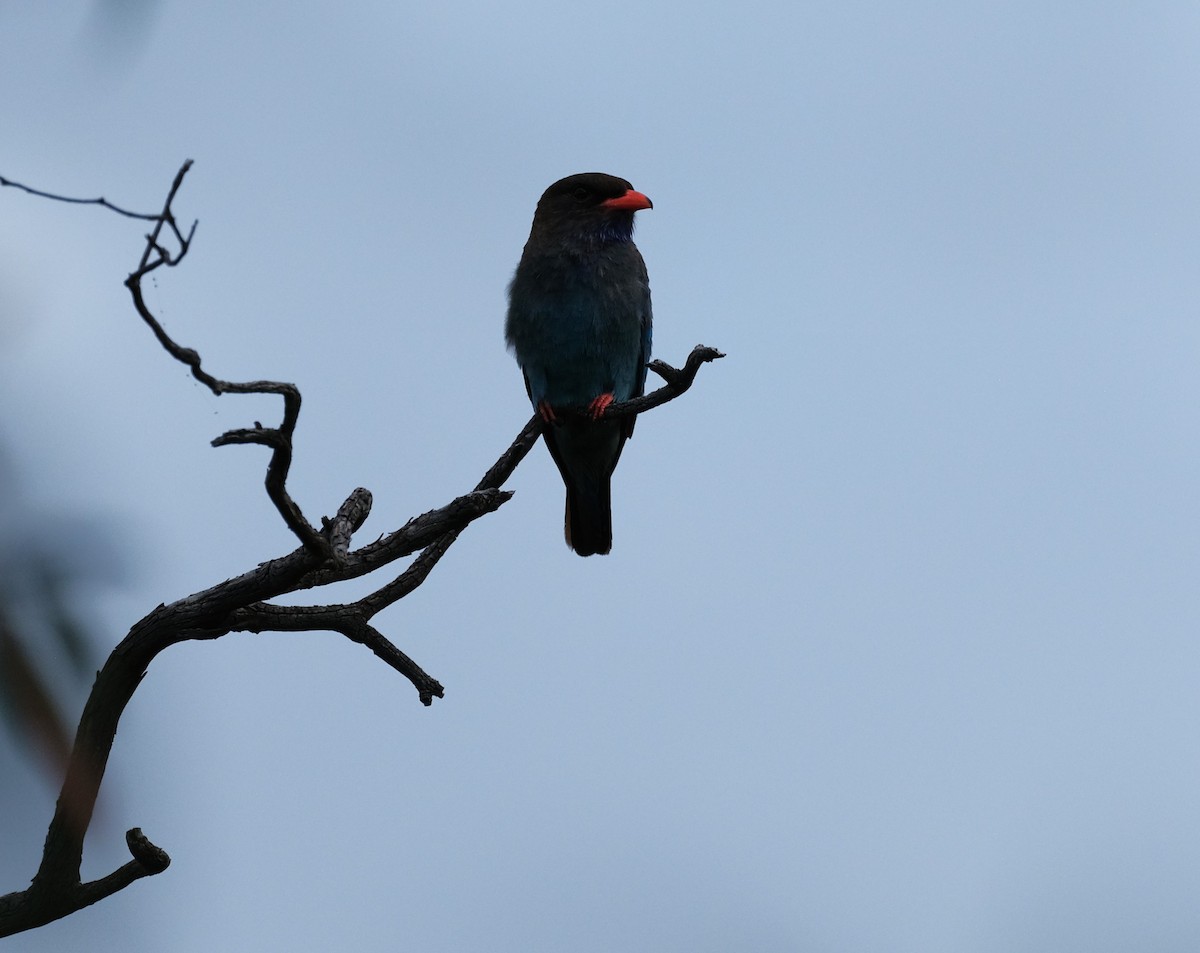 Dollarbird - ML646036717