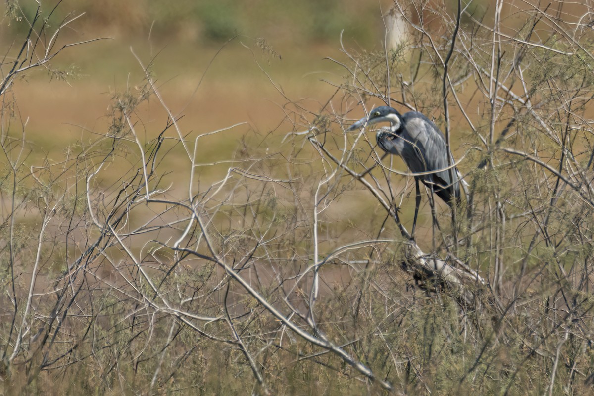 Black-headed Heron - ML646036718