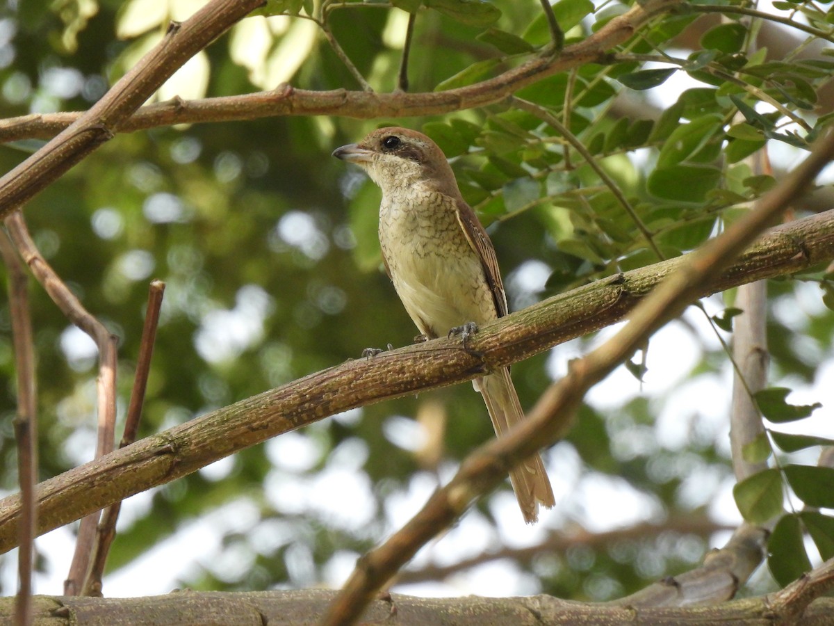 Brown Shrike - ML646036719