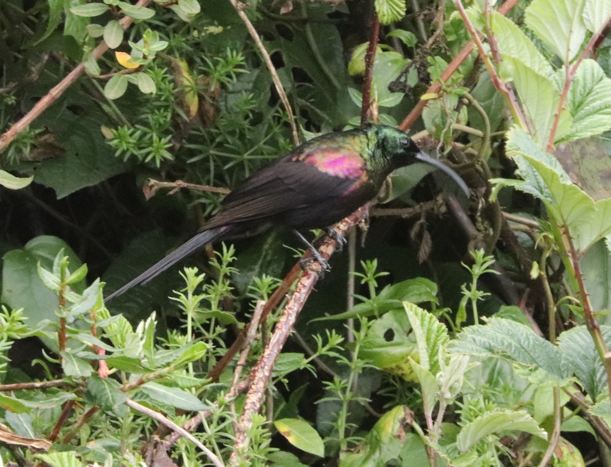 Tacazze Sunbird - ML646036720