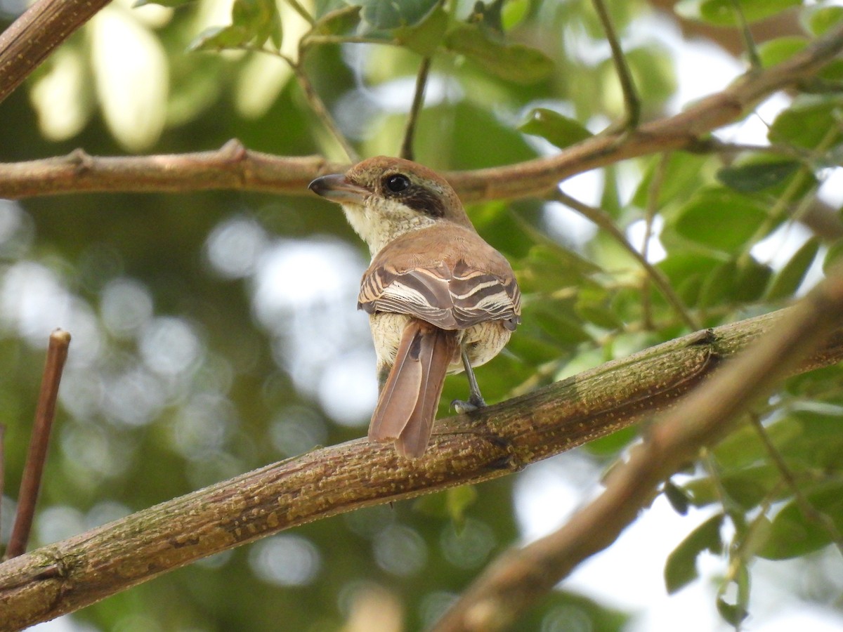 Brown Shrike - ML646036721