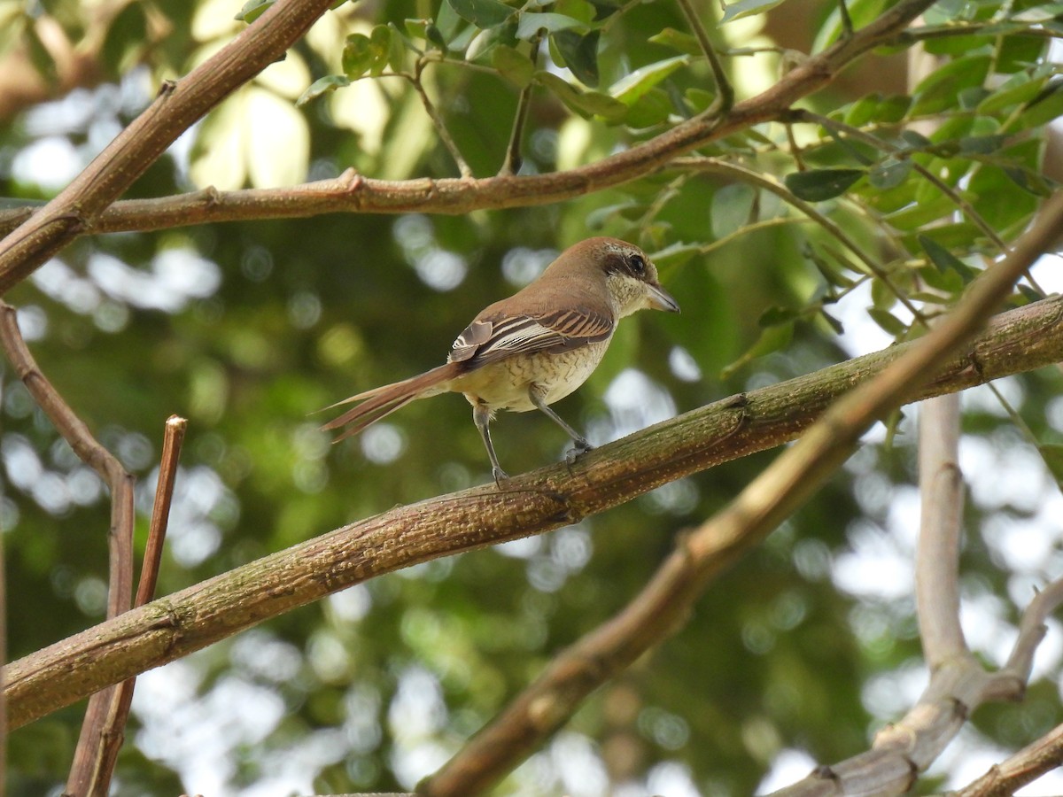 Brown Shrike - ML646036722