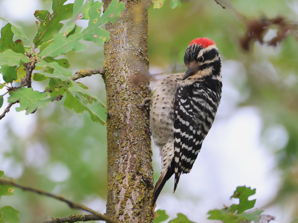Nuttall's Woodpecker - ML646036723