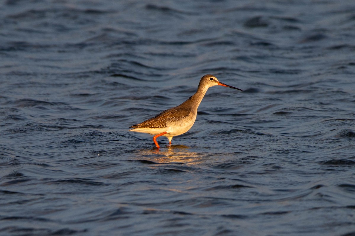 Spotted Redshank - ML646036724