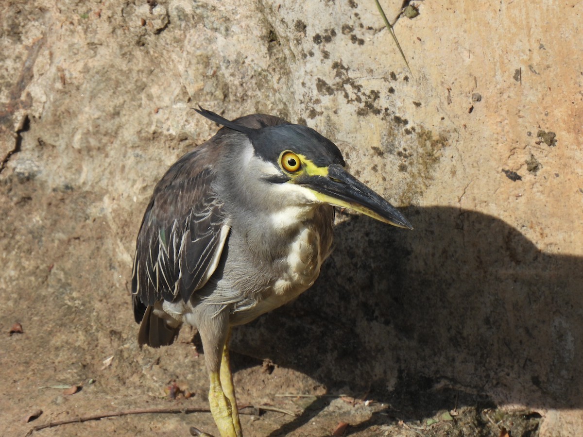 Little Heron - ML646036728