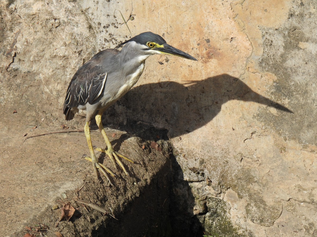 Little Heron - ML646036729