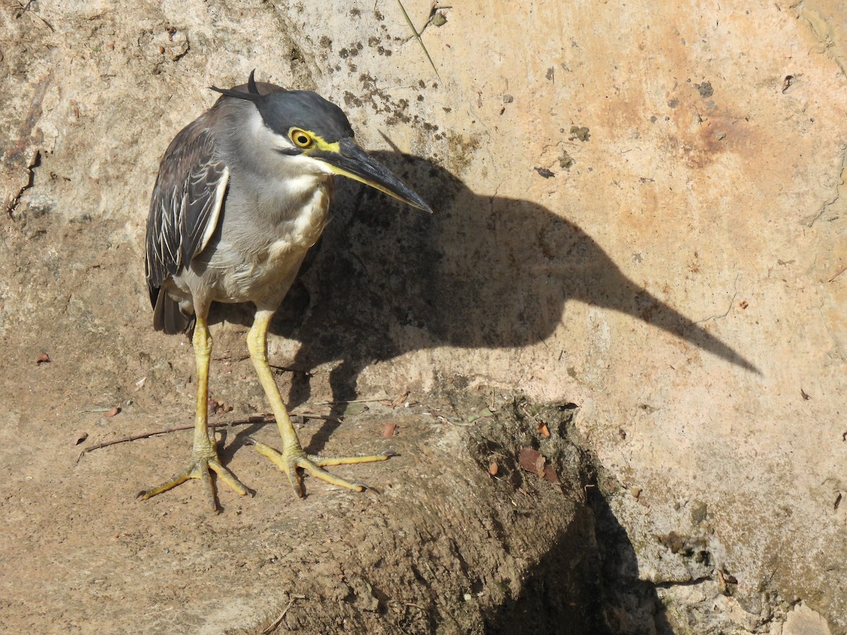 Little Heron - ML646036730