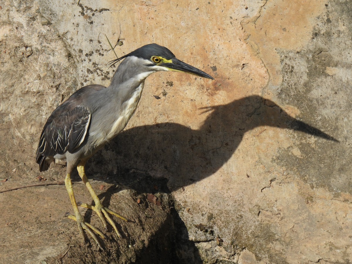 Little Heron - ML646036731