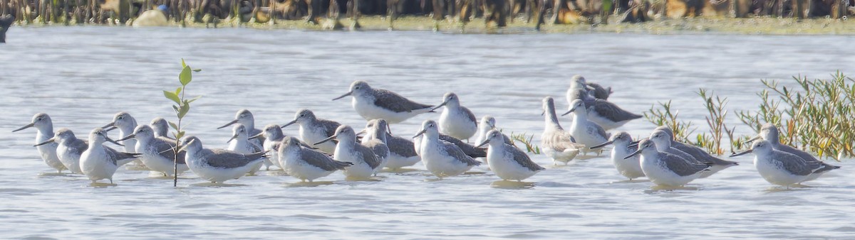 Nordmann's Greenshank - ML646036732