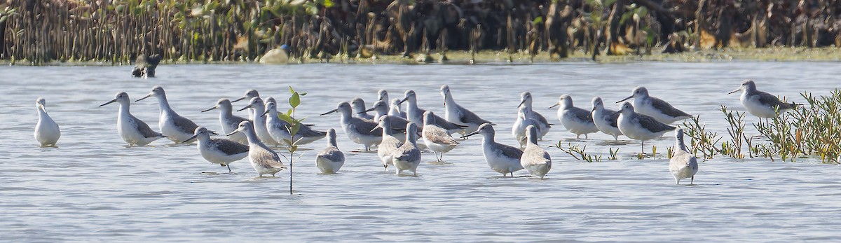 Nordmann's Greenshank - ML646036734