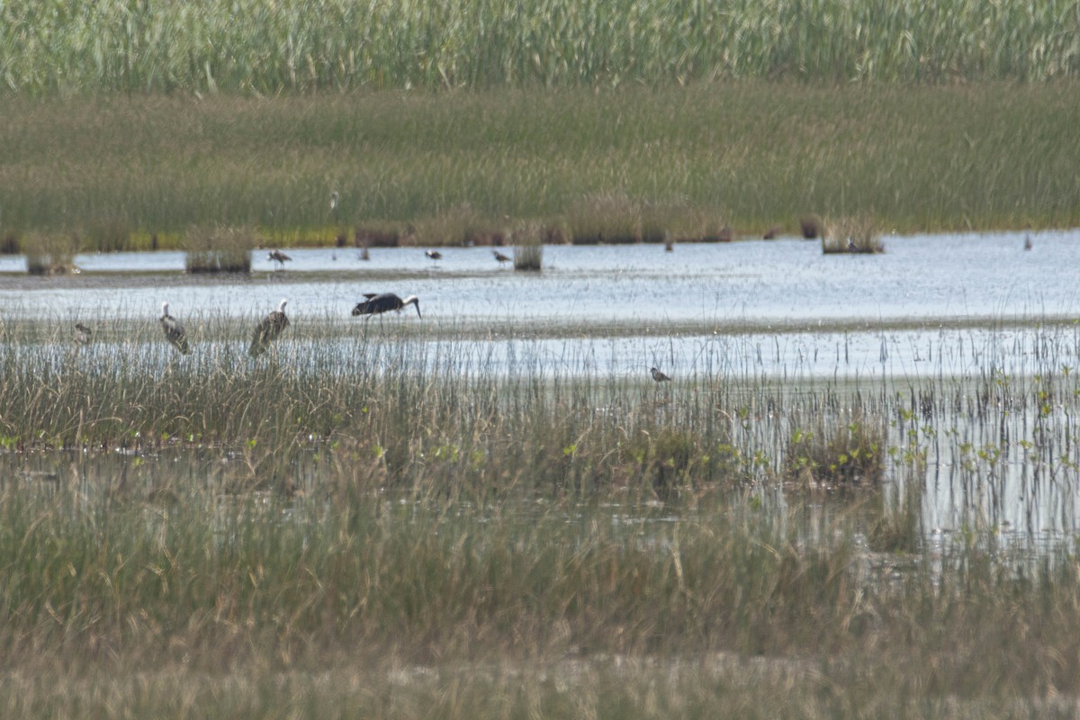 African Woolly-necked Stork - ML646036735