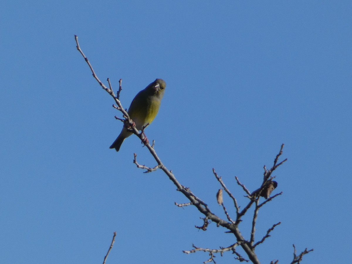 Эгэл ногоолдой - ML646036736