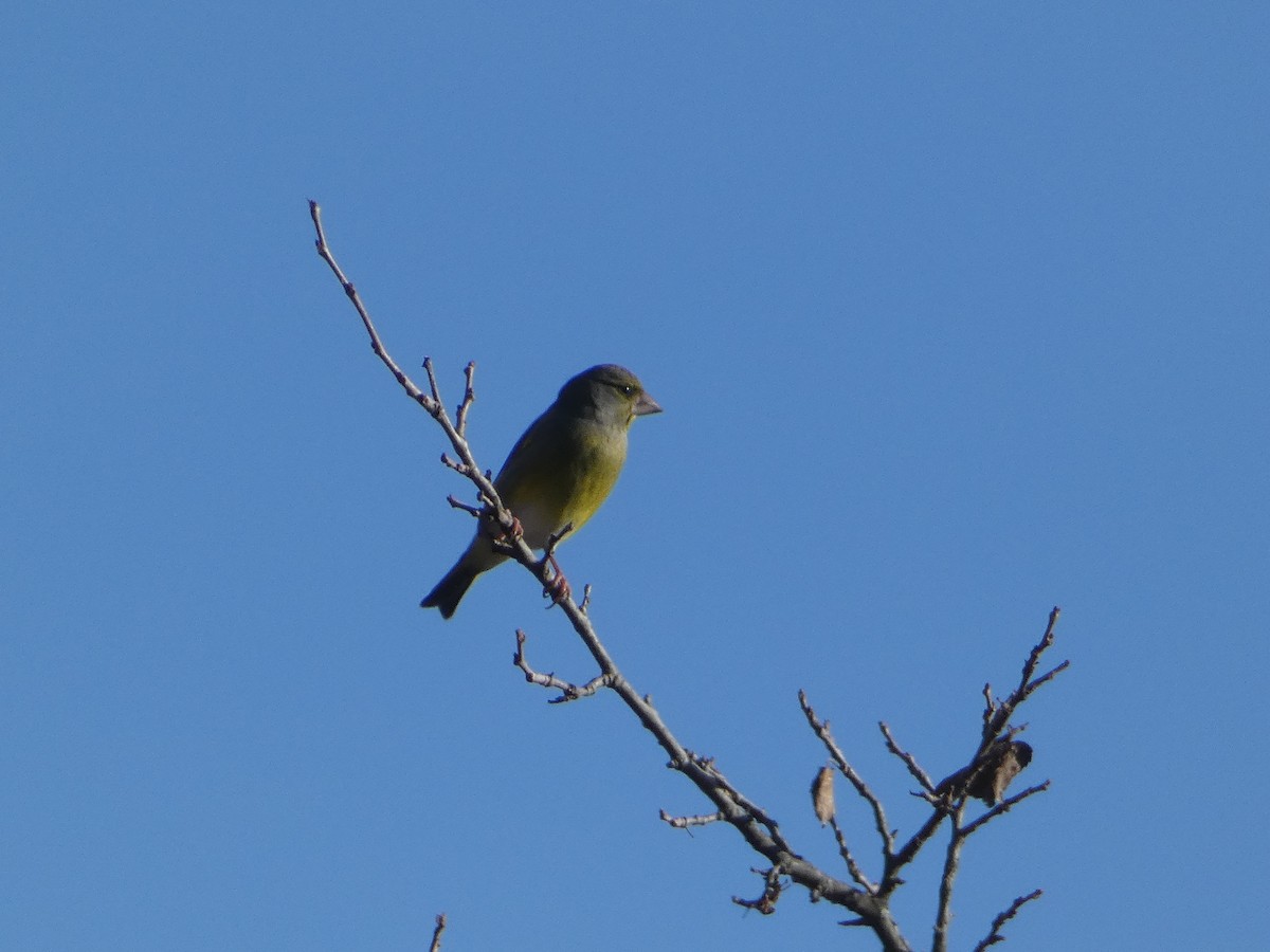 Эгэл ногоолдой - ML646036737