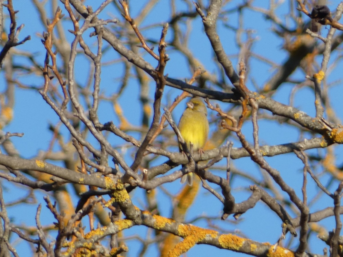 Эгэл ногоолдой - ML646036738