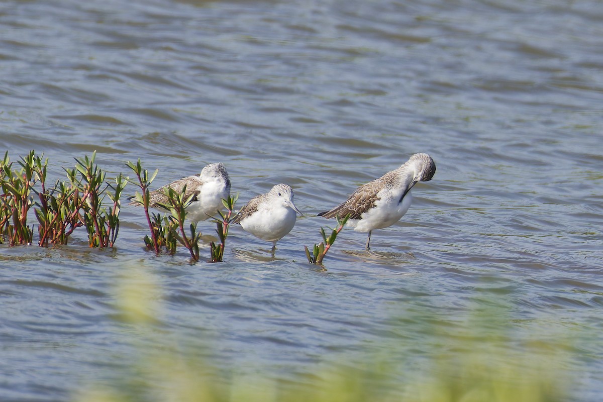 Common Greenshank - ML646036739