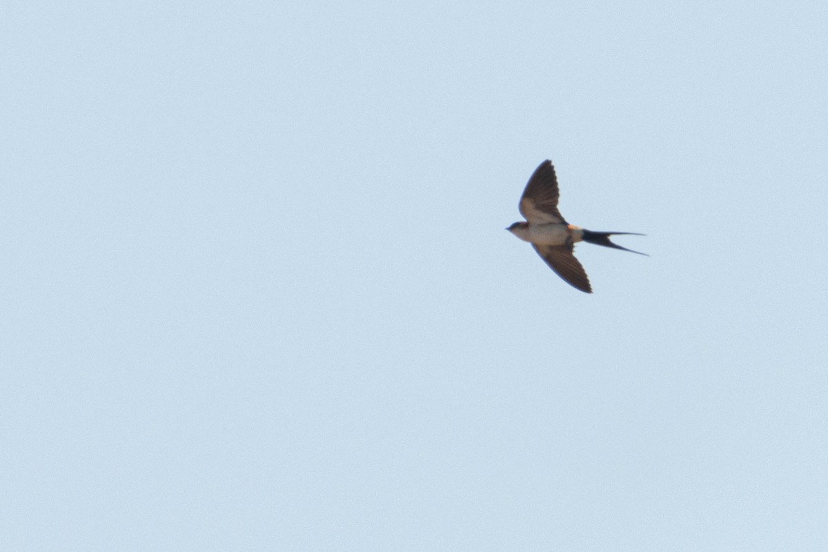 African Red-rumped Swallow - ML646036740