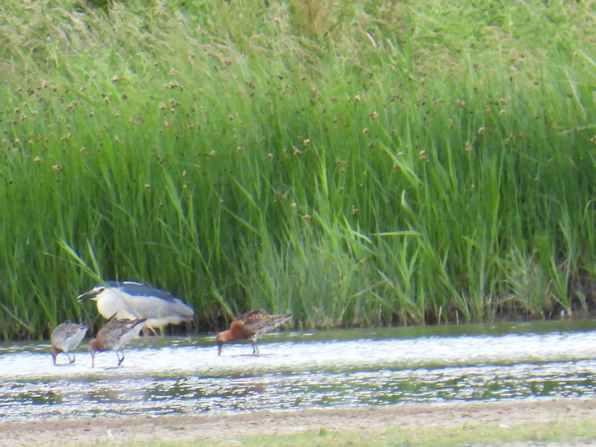 Black-crowned Night Heron - ML646036742