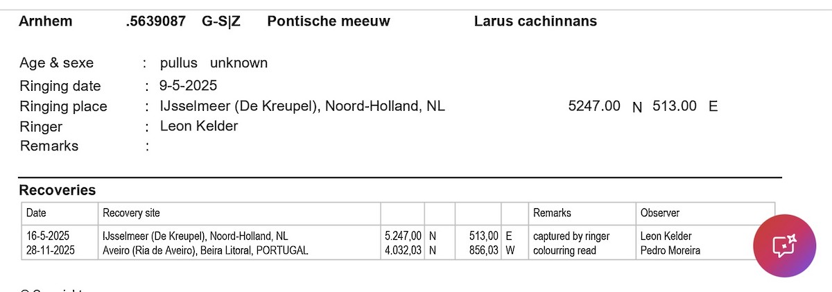 Caspian Gull - ML646036756