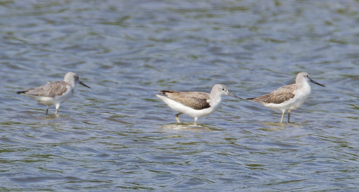 Common Greenshank - ML646036757