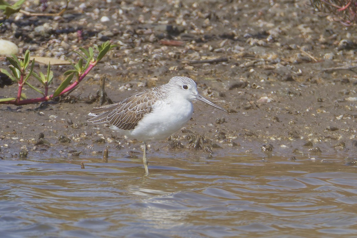 Common Greenshank - ML646036759